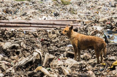 Köpekler çöpe canlı