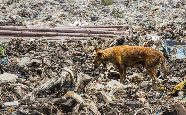 I cani vivono nella spazzatura — Foto Stock