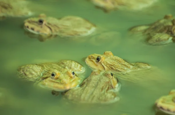 Kikker huisdieren te eten — Stockfoto