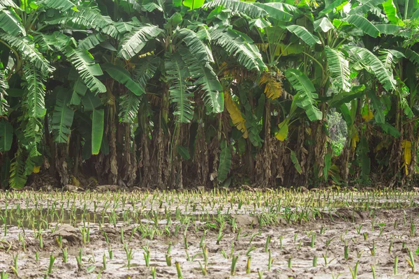 Plantaciones de taro y plátano — Foto de Stock