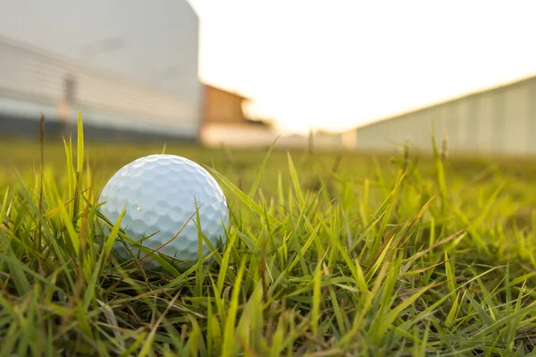 Golf ball on green grass background — Stock Photo, Image