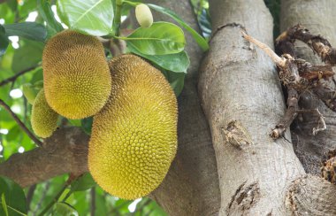 Nefesi bir ağaç üzerinde 