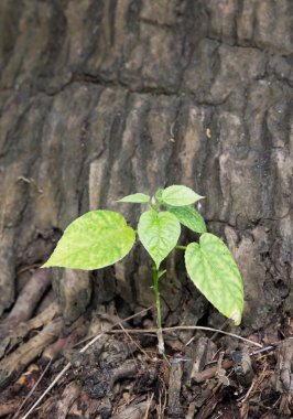 Yeni yapraklar bir ağaç gövdesinden çimlenme