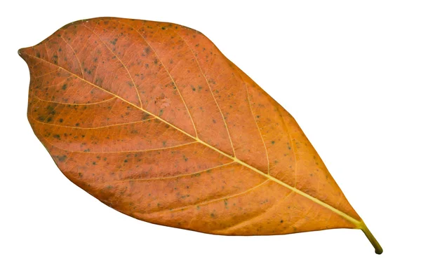 Джек плоди листя — стокове фото