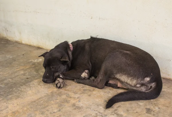 Luie hond bed — Stockfoto