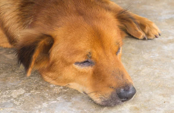 Lazy letto cane — Foto Stock