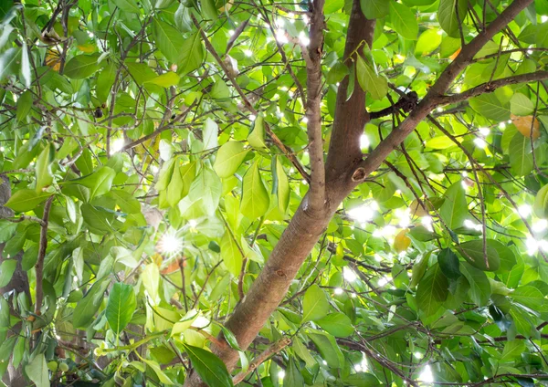Nangka laat op een boom — Stockfoto