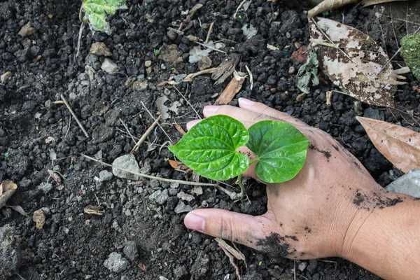 Manos sosteniendo brote verde con tierra — Foto de Stock