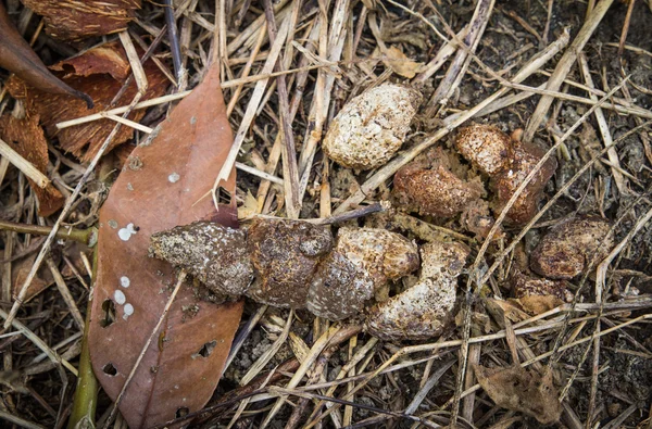 Stinking dog turd on the green in the sun — Stock Photo, Image