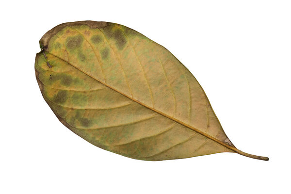 Jack Fruit leaves 