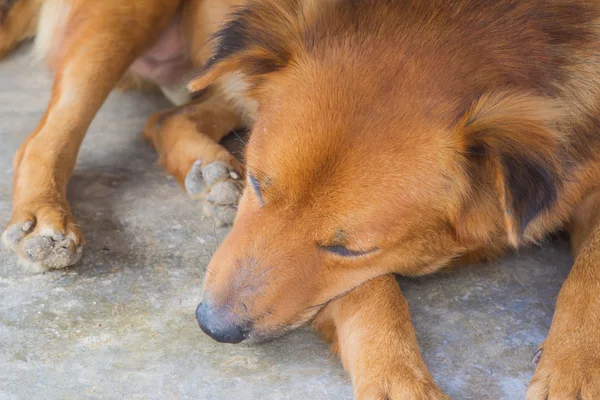 Luie hond bed — Stockfoto