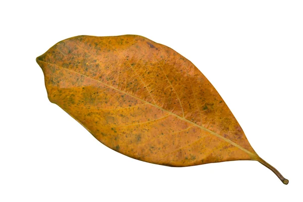 Джек плоди листя — стокове фото