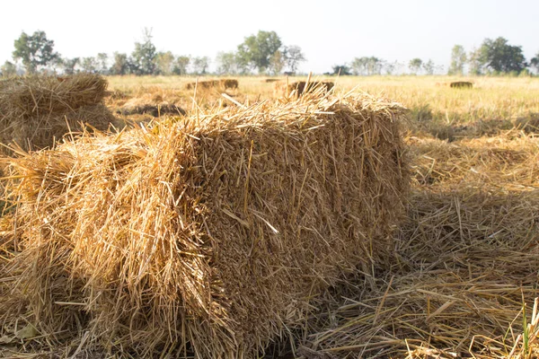 Straw in cornfield background — Stock Photo, Image