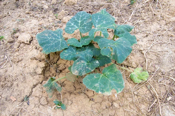 Pumpkin plants with rich harvest