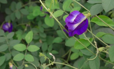 taze bezelye çiçek Tayland