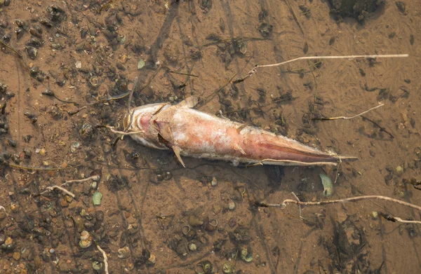 Peixes mortos flutuaram na água escura, poluição da água — Fotografia de Stock