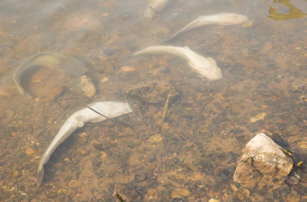 Peixes mortos flutuaram na água escura, poluição da água — Fotografia de Stock