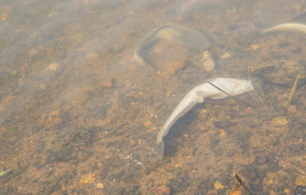 Peixes mortos flutuaram na água escura, poluição da água — Fotografia de Stock