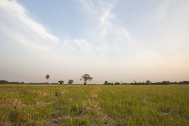 mısır tarlası kurak