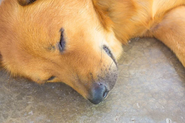 Dog sleeping — Stock Photo, Image