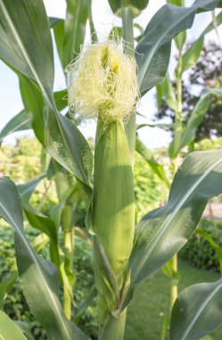 Mısır için bahçede, Tayland'da tarım 