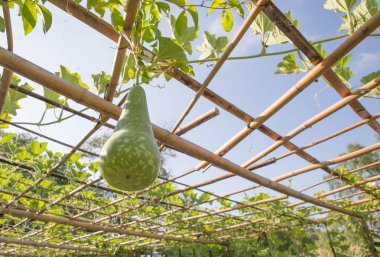 Sebze bahçesinde kabak.
