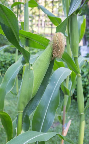 Maïs dans le jardin, agriculture en Thaïlande — Photo