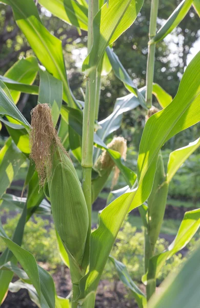 Maíz en el jardín, agrícola en Tailandia — Foto de Stock