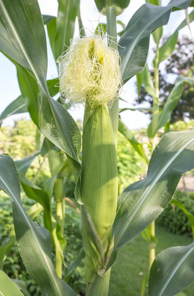 Maíz en el jardín, agrícola en Tailandia — Foto de Stock