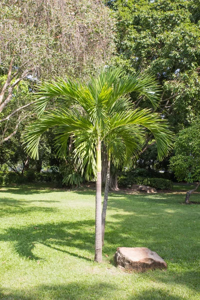 Coconut tree in the garden — Stock Photo, Image