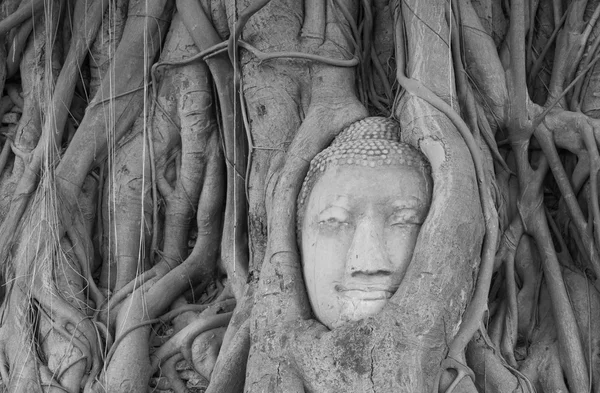 Cabeça de Buda de arenito nas raízes das árvores em Wat Mahathat, Ayut — Fotografia de Stock