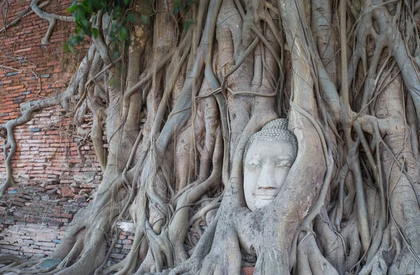 Cabeza de Buda arenisca en las raíces de los árboles en Wat Mahathat, Ayut — Foto de Stock