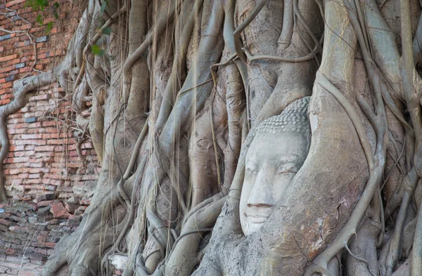 Cabeza de Buda arenisca en las raíces de los árboles en Wat Mahathat, Ayut — Foto de Stock