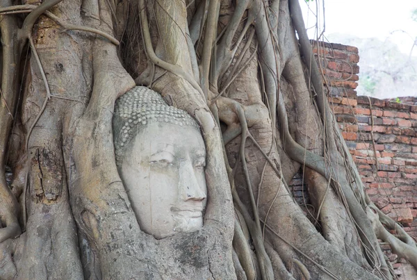 Cabeça de Buda de arenito nas raízes das árvores em Wat Mahathat, Ayut — Fotografia de Stock