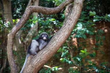 Gölgeli langur, gözlüklü langur veya Trachypithecus burnu inanılmazsaçma