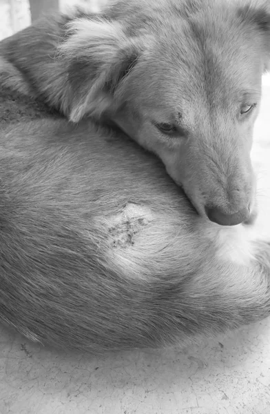 Ferido após a luta com outro cão — Fotografia de Stock