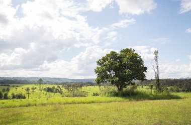 Ağaç doğal gündüz Tung Salang Luang Ulusal Park.Khao Kho Ph