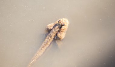 Mangrov suyla zıpzıpları.