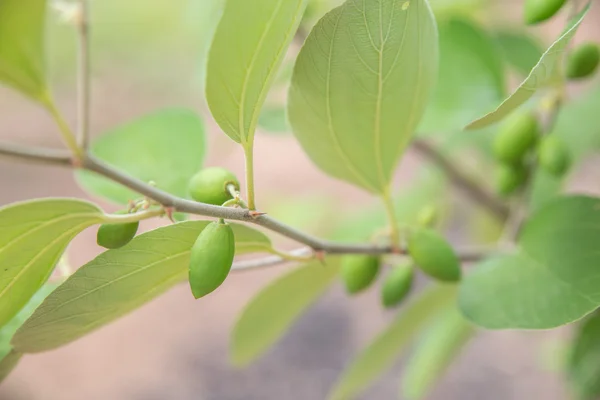 Phutsa árvore em tailandês — Fotografia de Stock