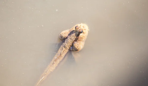 Mudskippers in mangrove with water. — Stock Photo, Image