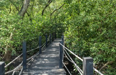 ahşap köprü mangrove Forest. doğayı keşfetmek.