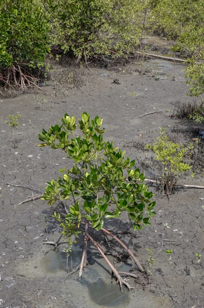Manguezal plantando manguezais jovens para atividades de reflorestamento — Fotografia de Stock