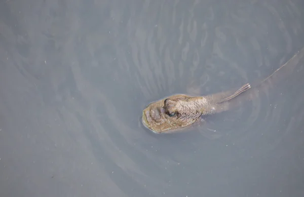 Mudskippers en manglar con agua . — Foto de Stock