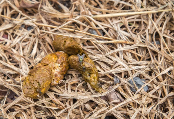 Stinking dog turd on playing dry grass — Stock Photo, Image