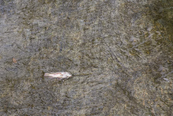 Peixes mortos em águas poluídas — Fotografia de Stock