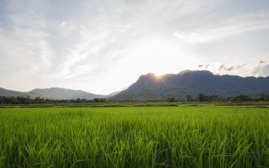 Yeşil pirinç alan Dağları arka plan günbatımı, Thailan altında