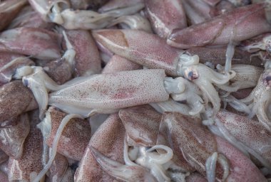 Piyasada taze mürekkep balığı