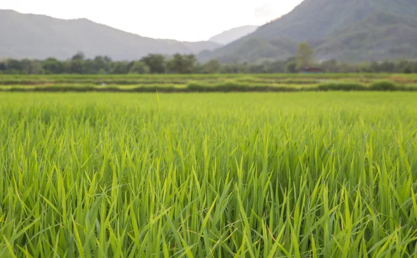 Yeşil pirinç alan Dağları arka plan güneş altında Tayland — Stok fotoğraf