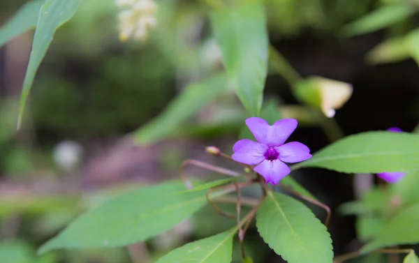 Lila bei ist Wildblume — Stockfoto