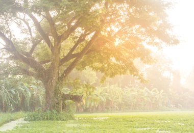 ağaç Mimoza peyzaj